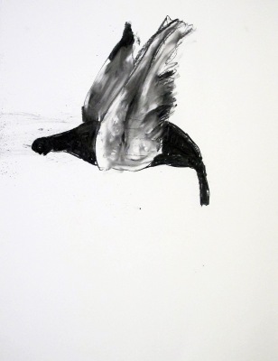 pigeon-2