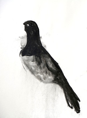 pigeon